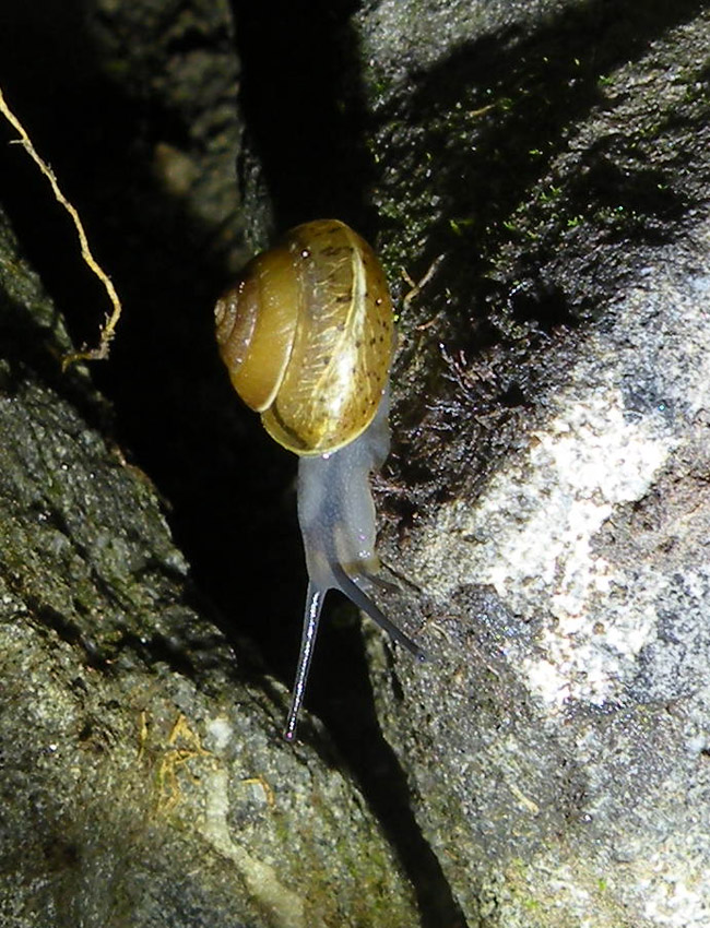 Notte di luna piena nel bosco